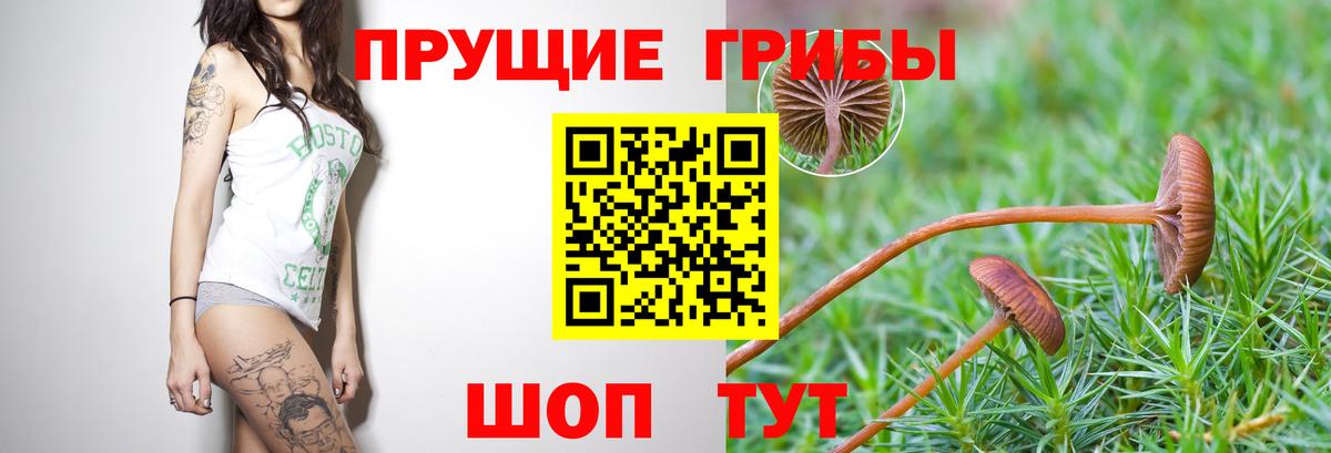 Волоколамск  Псилоцибиновые грибы прущие грибы  Вход с VPN 